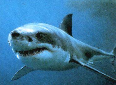 Crescono gli avvistamenti di squali in Italia