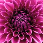 fiori con la d