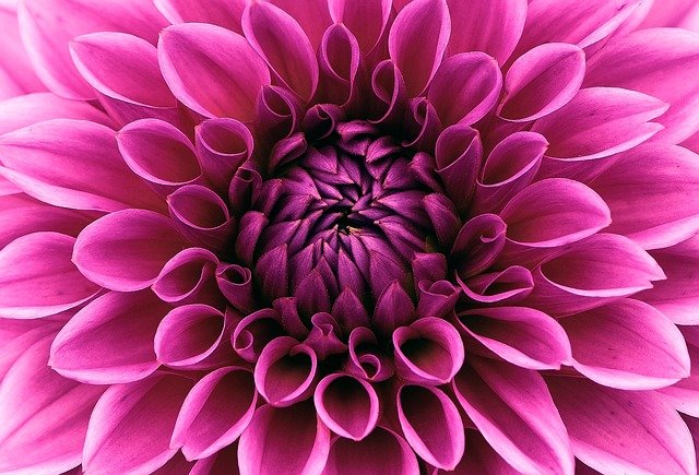 fiori con la d