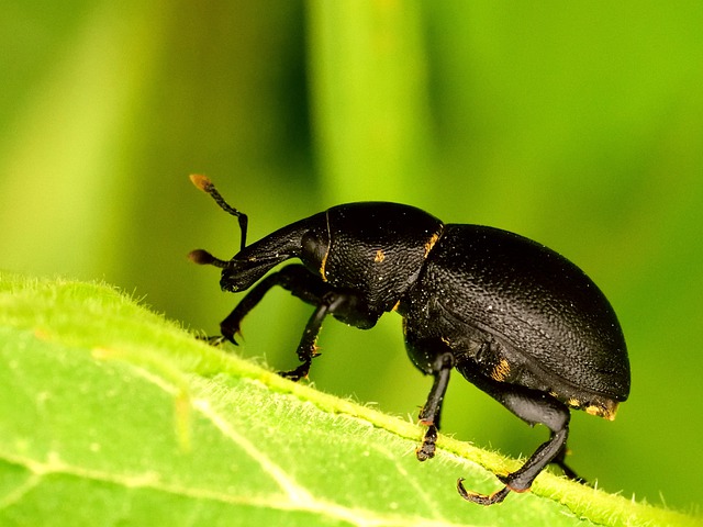 Insetto con rostro: ecco cosa sapere sul balanino, habitat e quanto vive