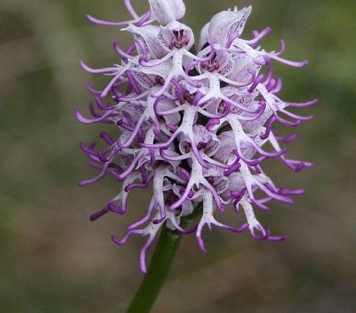 Dracula Simia: che caratteristiche ha questo fiore? Dove si trova?