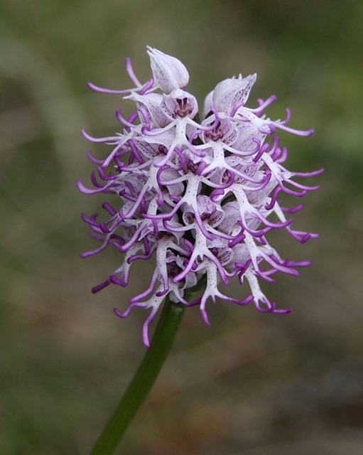 Dracula Simia: che caratteristiche ha questo fiore? Dove si trova?