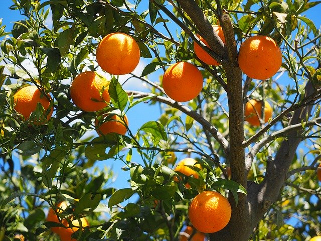 Fiori d’arancio: cosa sono, proprietà e significato.